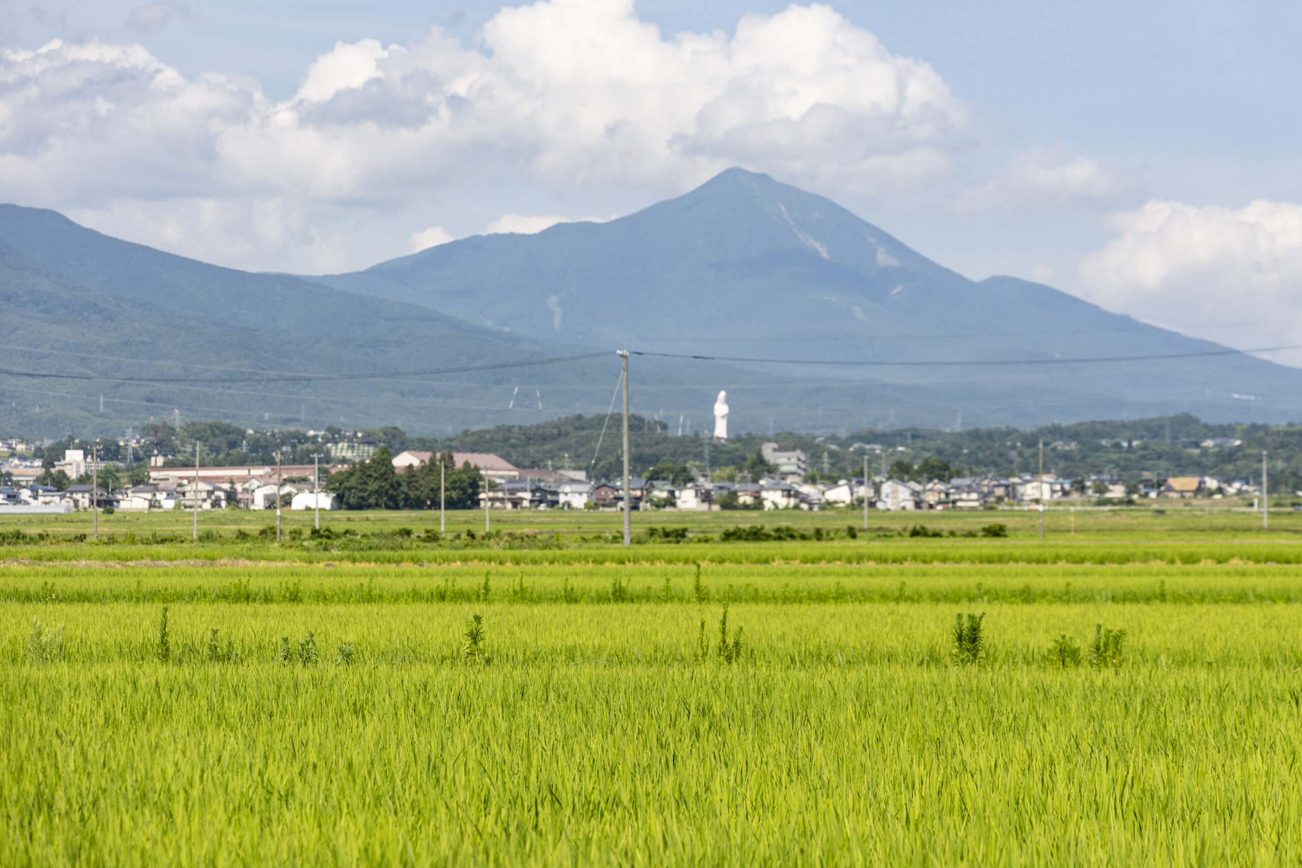 すくすく育つ苗