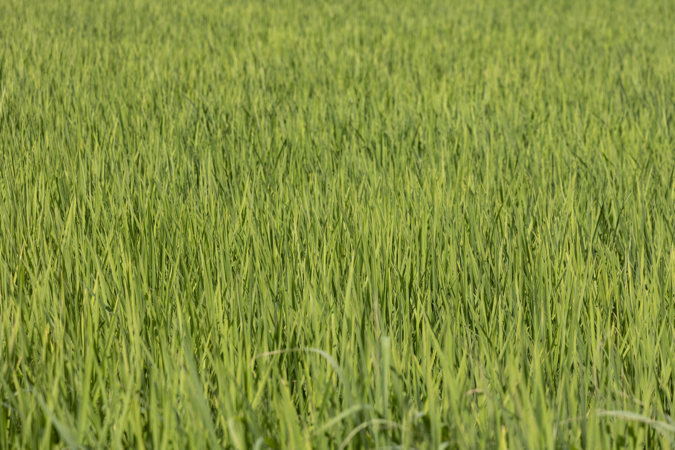 田植え