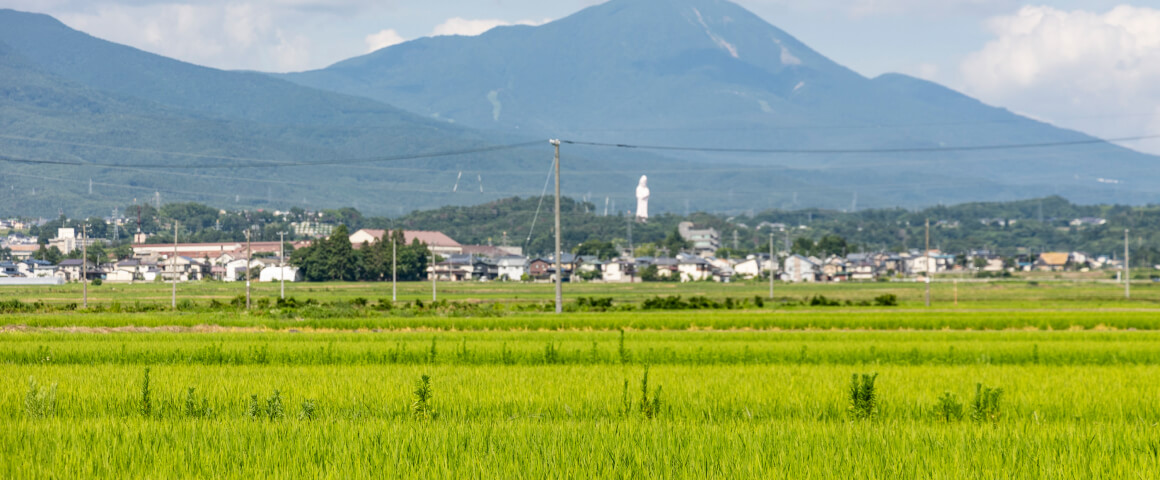 田植え体験